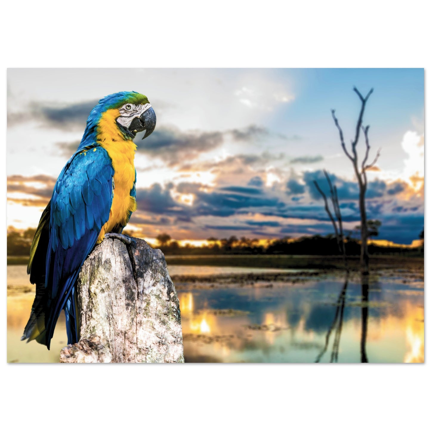 Exotic Parrot in Brazil Poster A3 (29.7 x 42 cm)