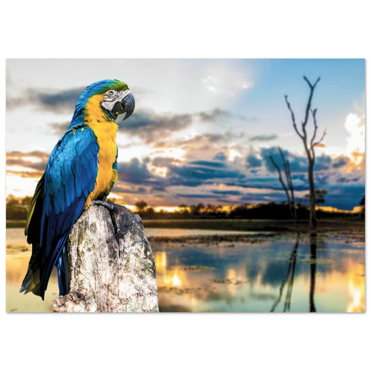 Exotic Parrot in Brazil Poster A2 (42 x 59.4 cm)
