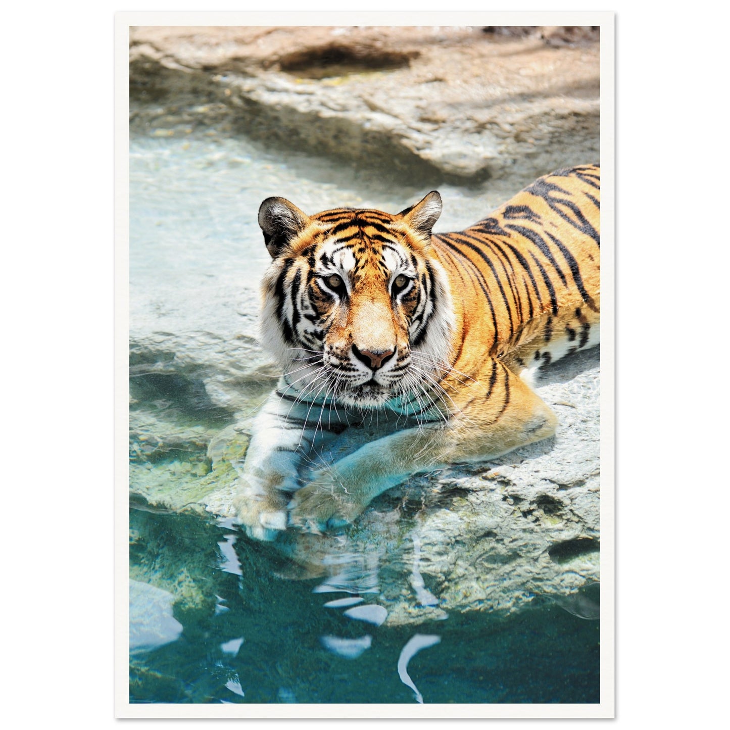 A Bathing Tiger Print A2 (42 x 59.4 cm) Border