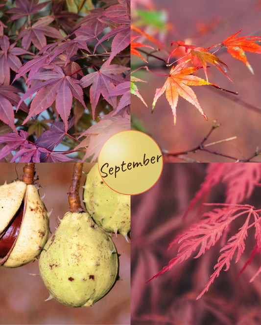 September colours 
