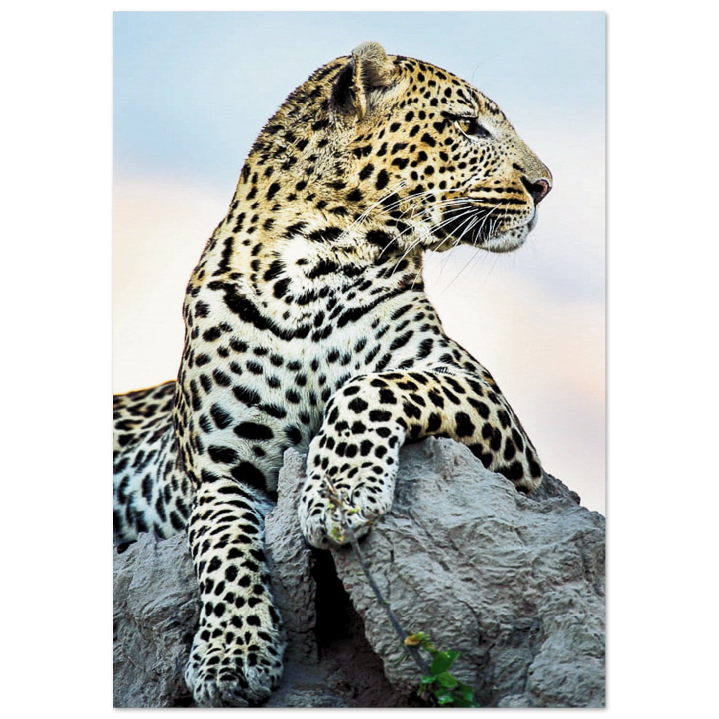 The Wild leopard Poster A2 (42 x 59.4 cm) No Border