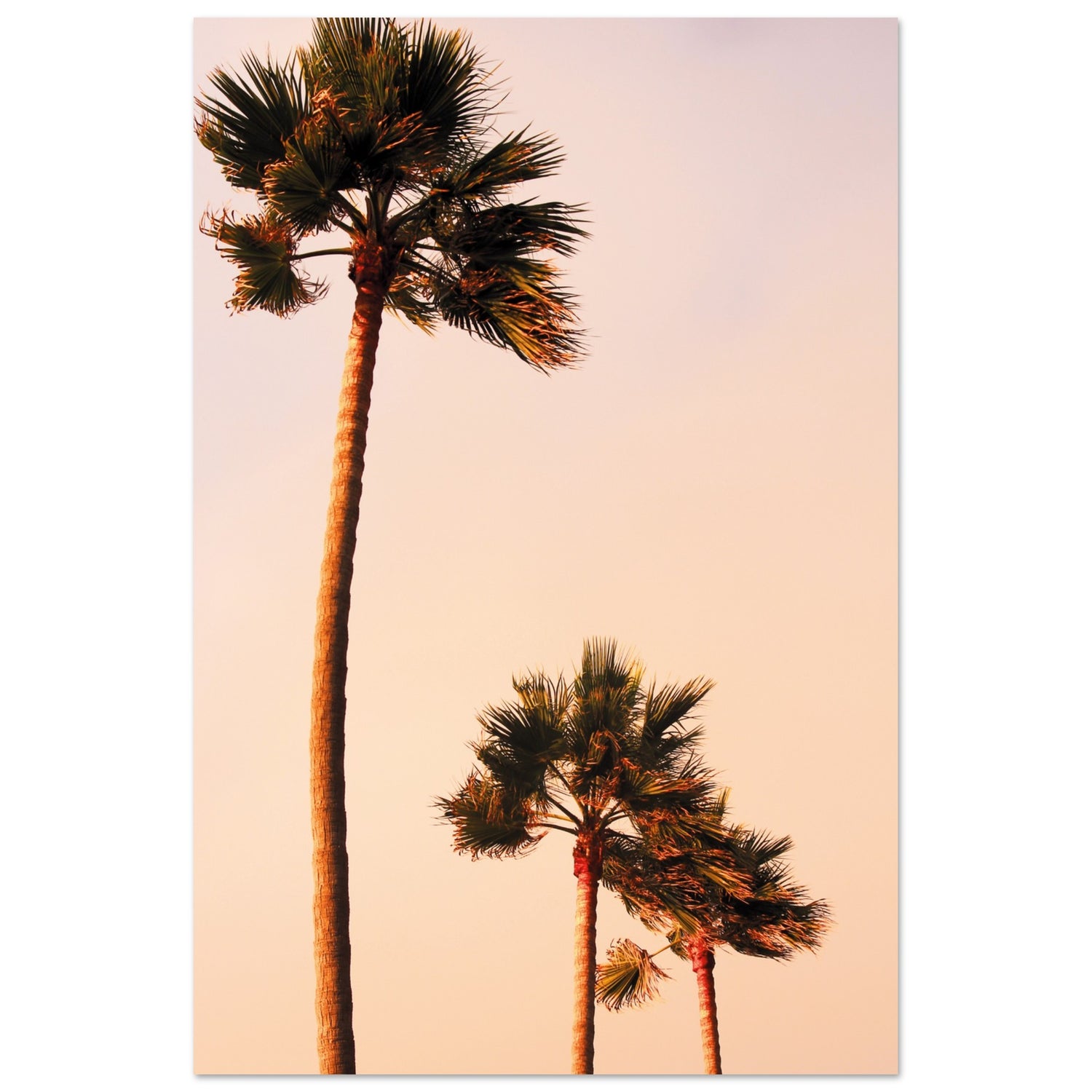 Autumn Sky Palms Wall Art Poster Print 30x45 cm 12x18″ No Border