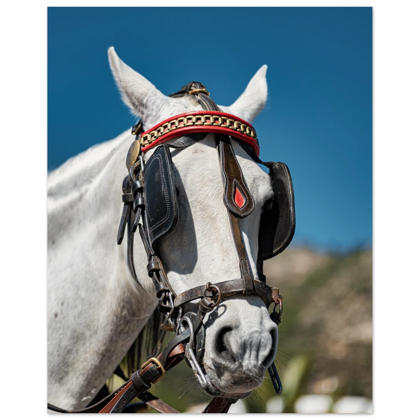 Spanish Dressed Horse Poster 40x50 cm 16x20″ No Border
