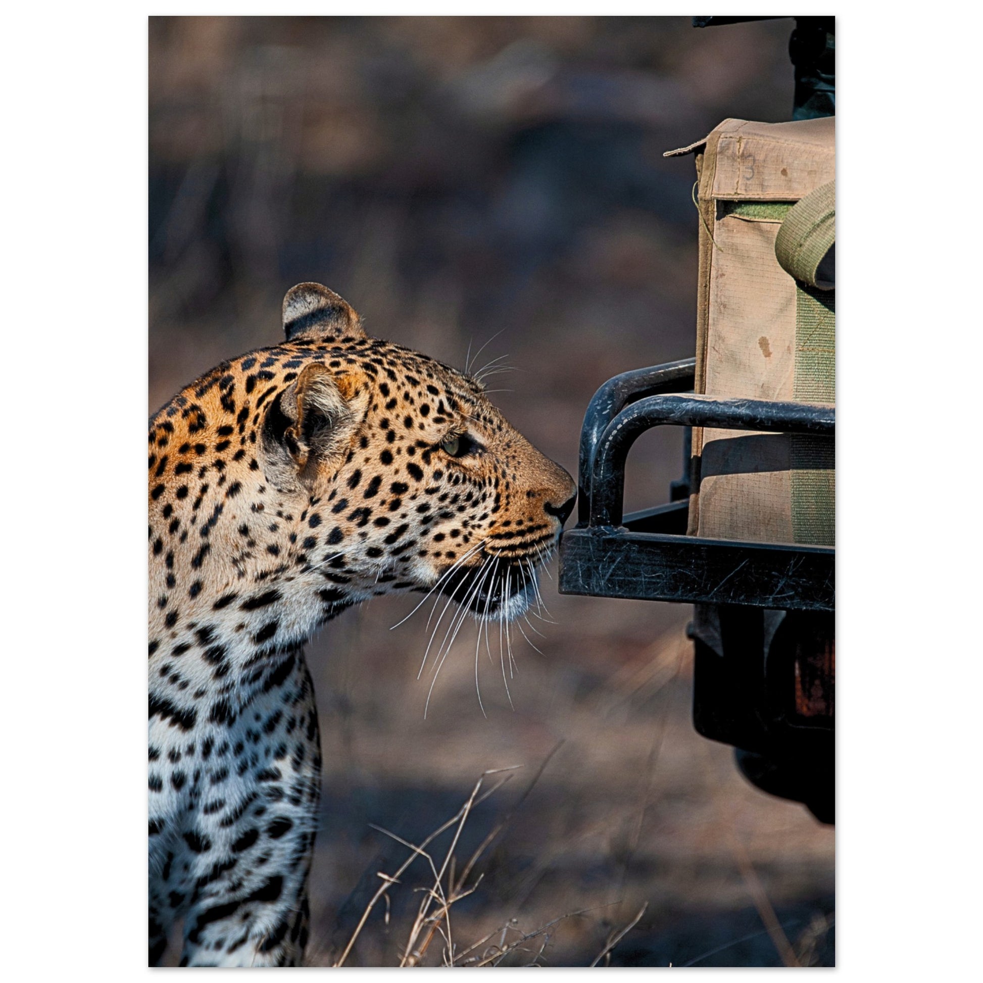 Leopard on Safari Poster