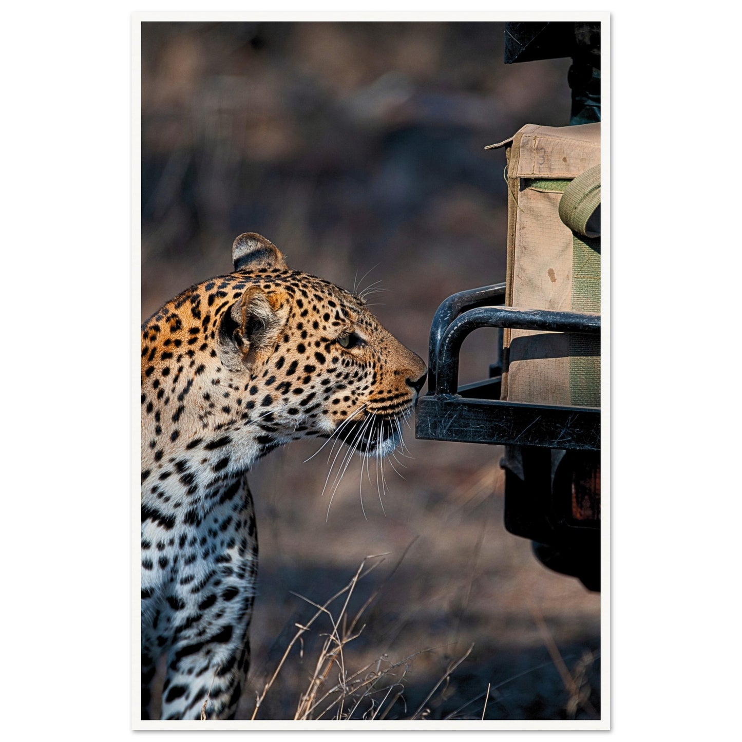 Leopard on Safari Poster