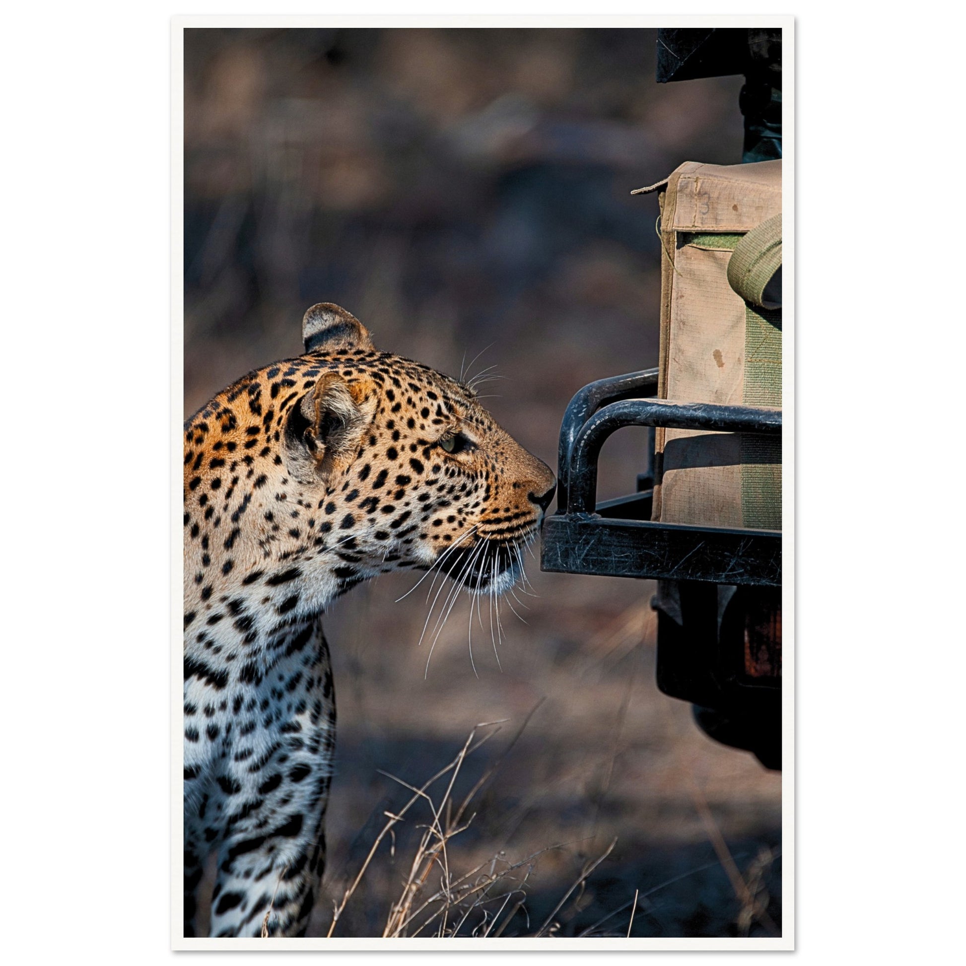 Leopard on Safari Poster