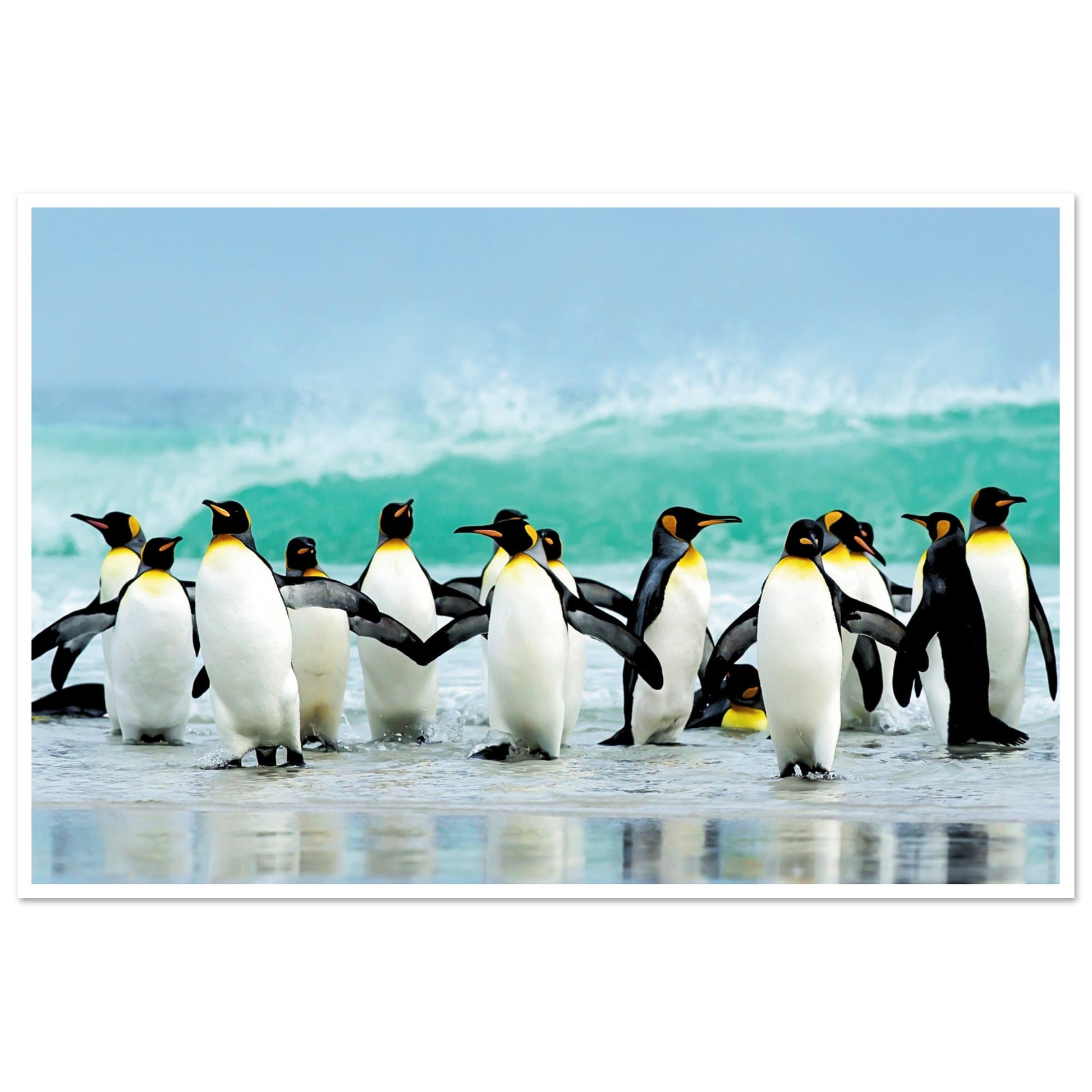 Atlantic Ocean Penguins Print 60x90 cm 24x36″ Border