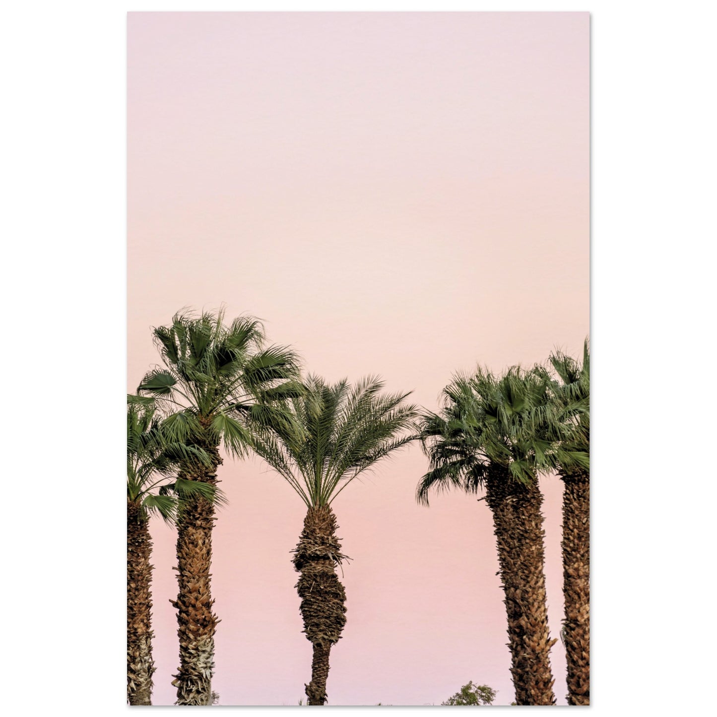 LA Palm Trees at Dusk Poster 60x90 cm 24x36″ No Border