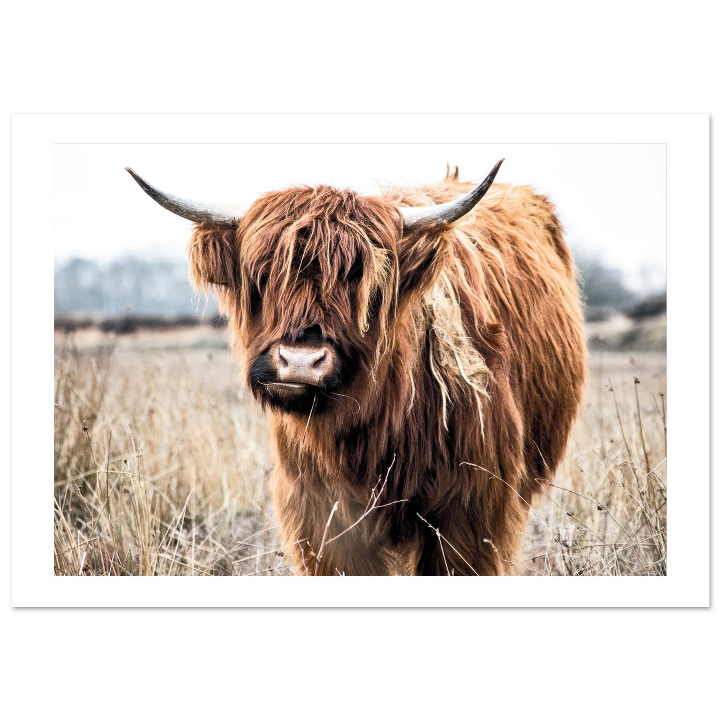 Highland Scottish Cow Poster A1 (59.4 x 84.1 cm) Border