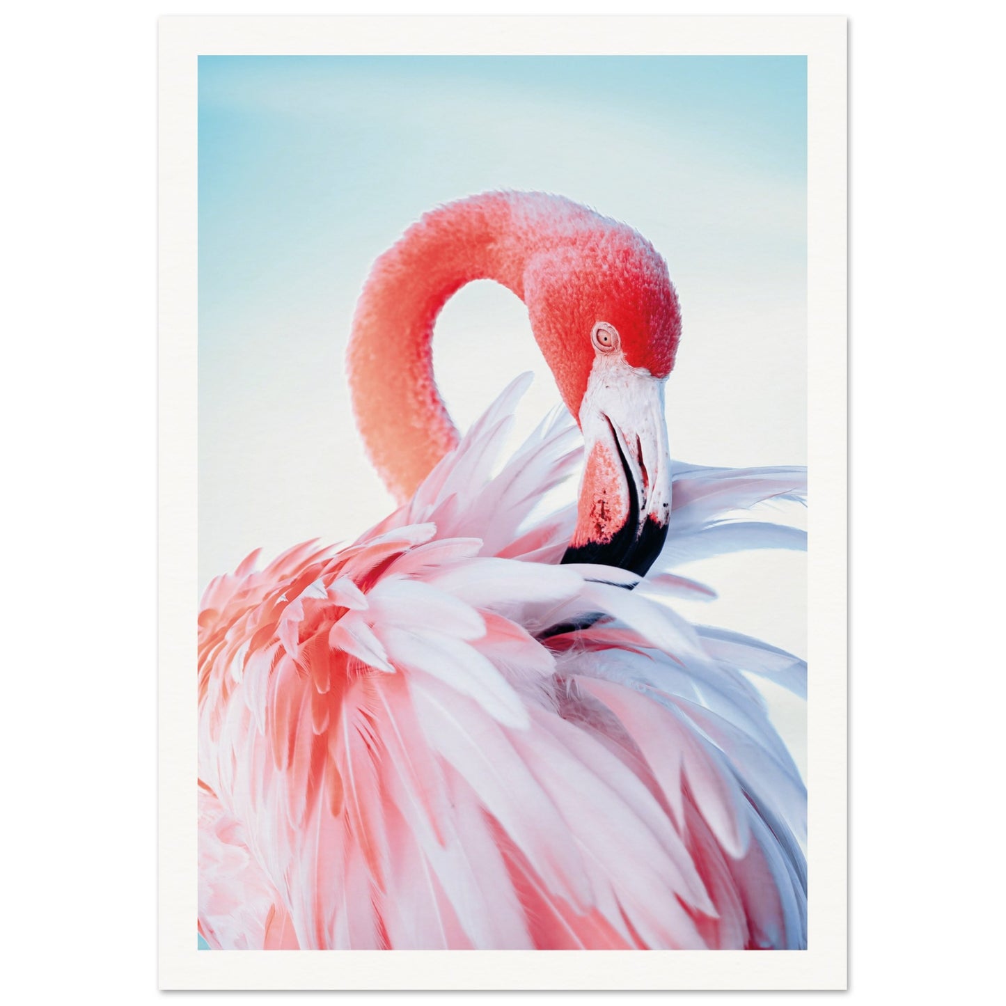 Graceful Flamingo Poster 21x29.7 cm 8x12" Border