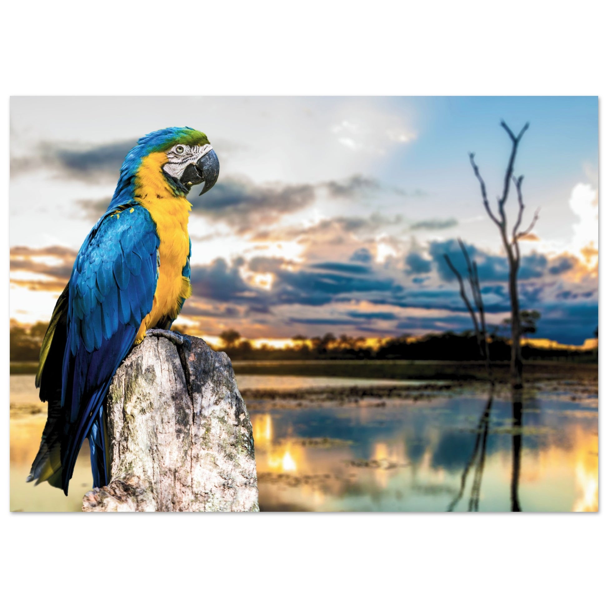 Exotic Parrot in Brazil Poster A4 (21x29.7 cm )