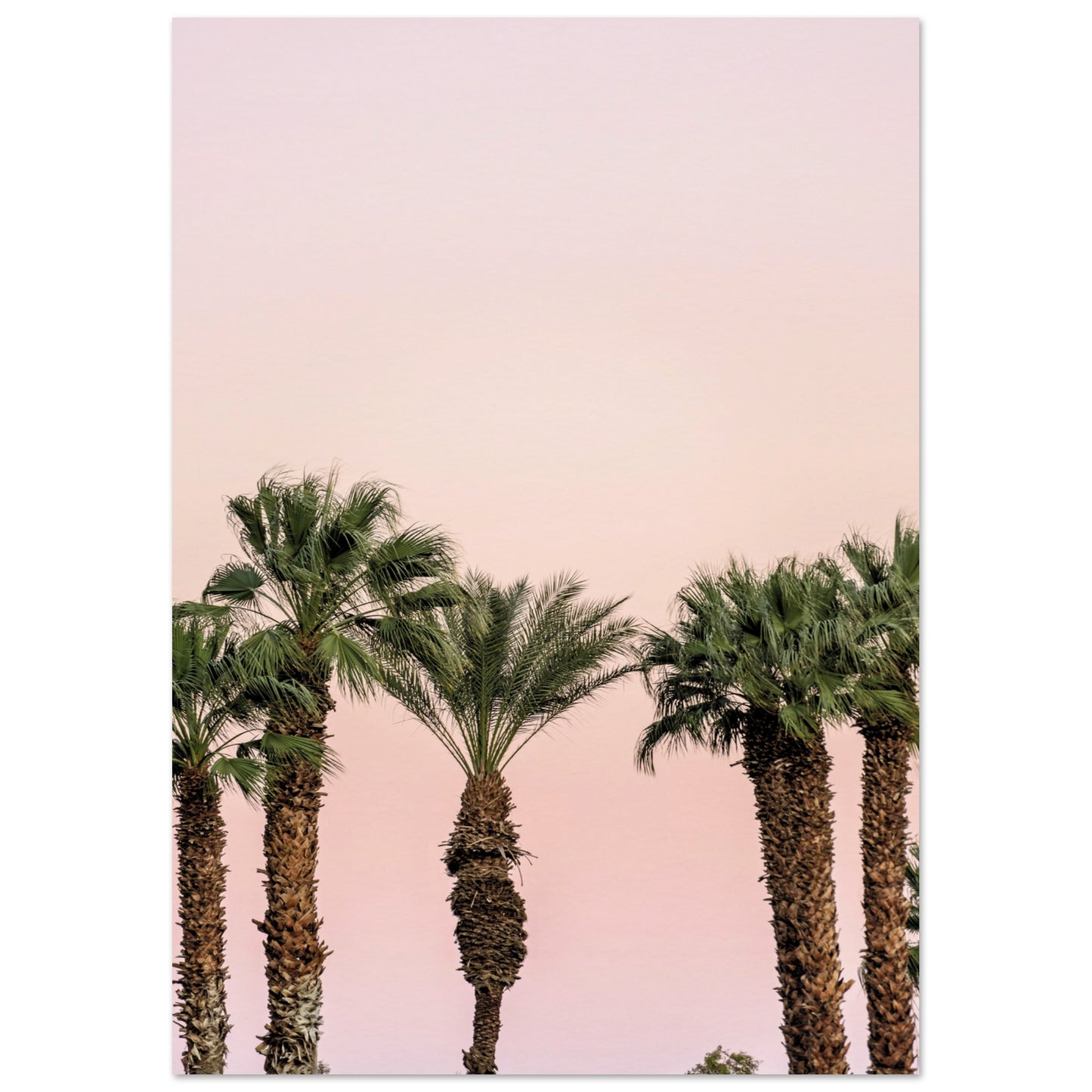 LA Palm Trees at Dusk Poster 21x29.7 cm 8x12" No Border