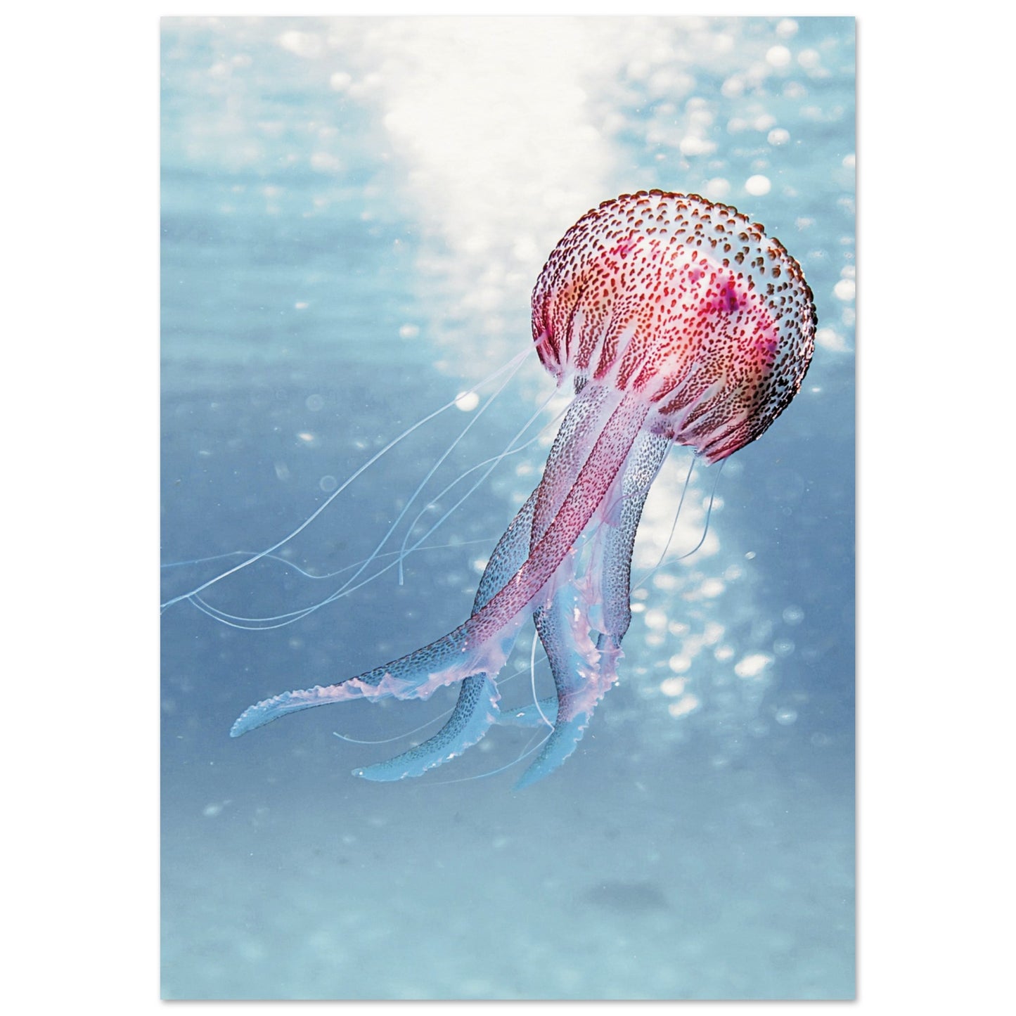 Ocean Serenity Jellyfish Poster 21x29.7 cm 8x12" No Border