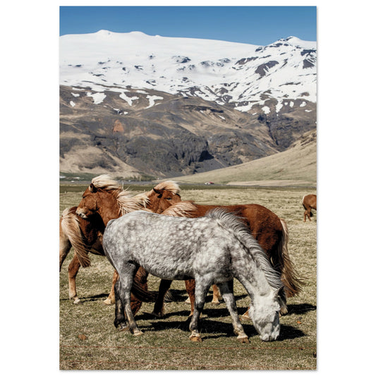 Icelandic Horses Poster A1 (59.4 x 84.1 cm) No Border