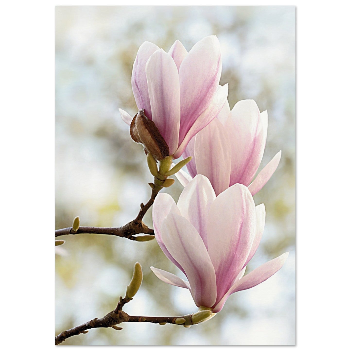 Pink Orchids Print A2 (42 x 59.4 cm) No Border