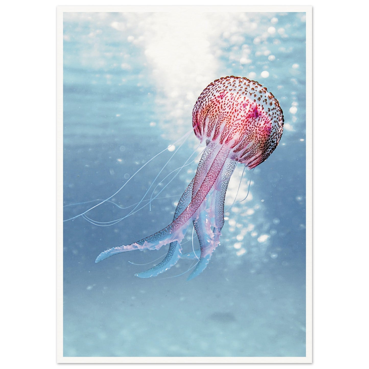 Ocean Serenity Jellyfish Poster 50x70 cm 20x28″ Border