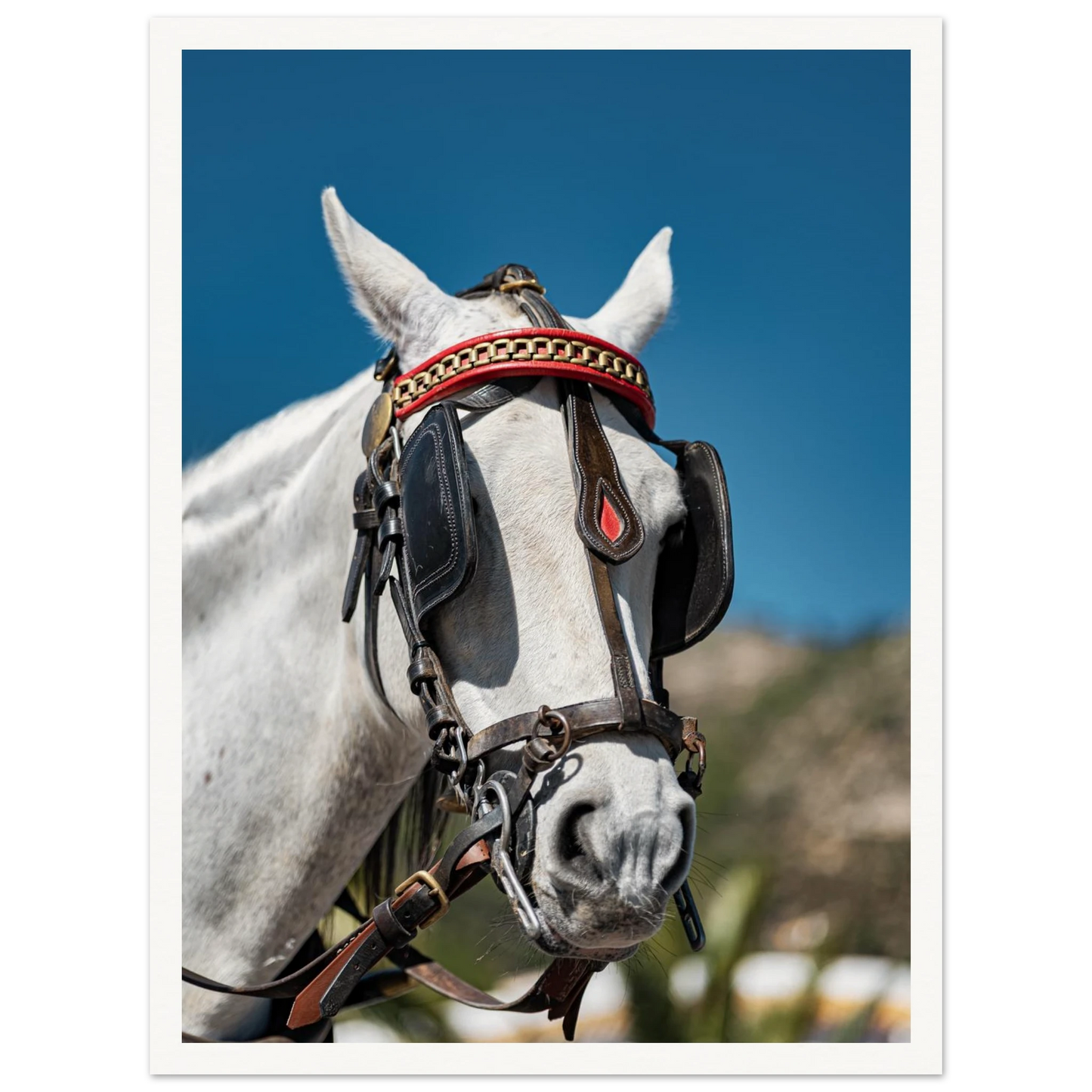 Spanish Dressed Horse Poster 30x40 cm 12x16″ Border