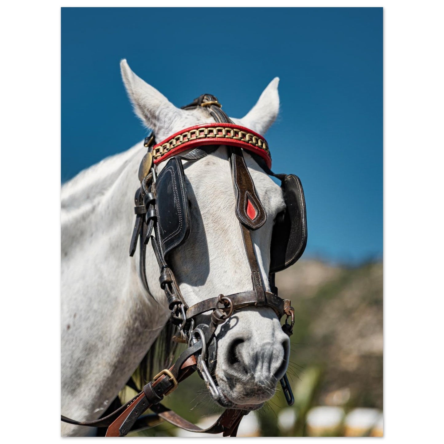 Spanish Dressed Horse Poster
