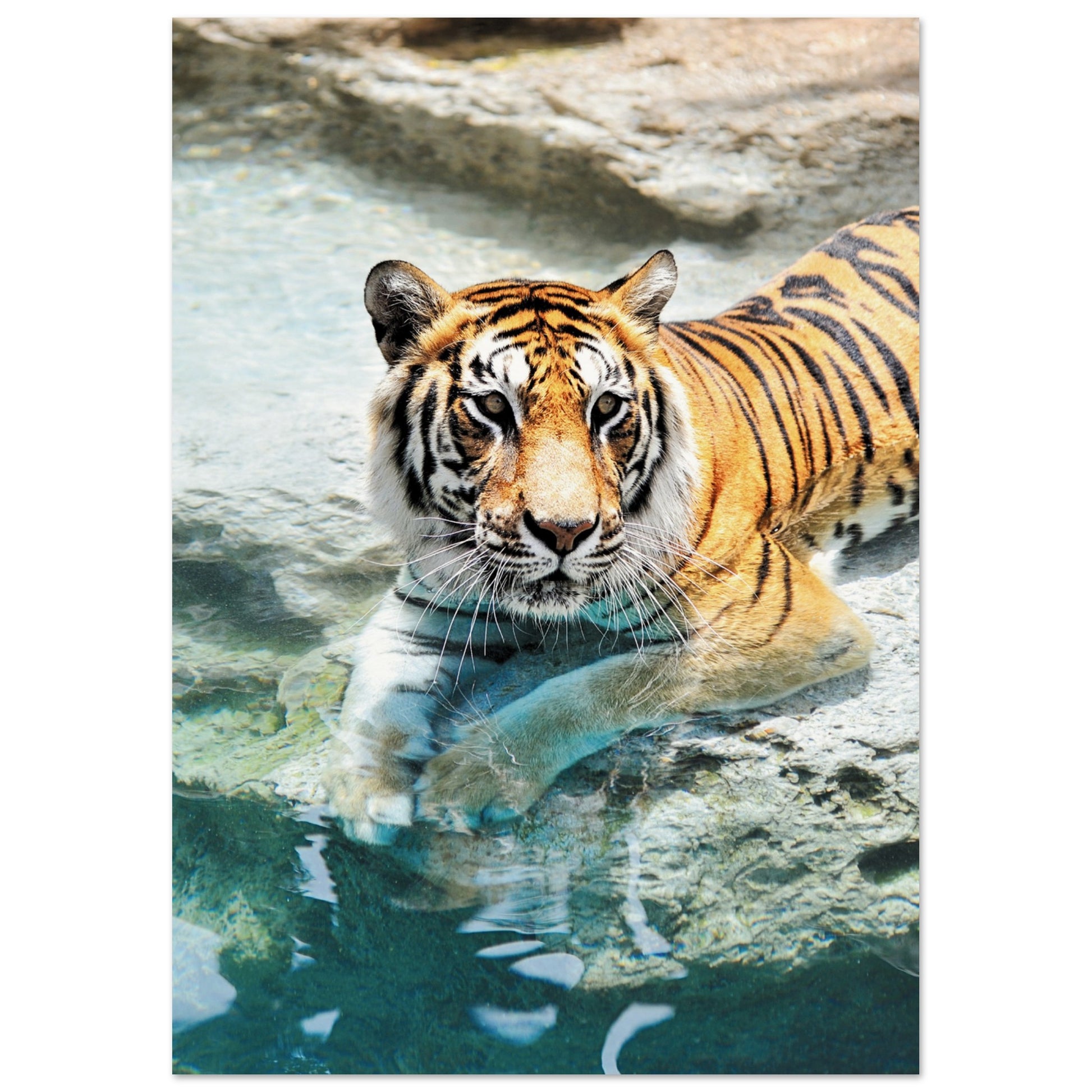 A Bathing Tiger Print A4 (21x29.7 cm ) No Border