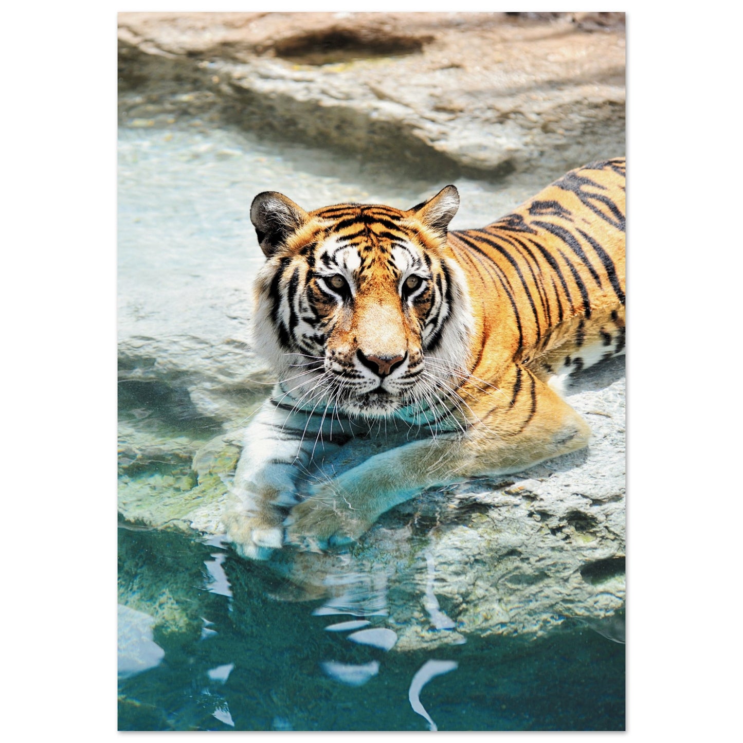 A Bathing Tiger Print A1 (59.4 x 84.1 cm) No Border