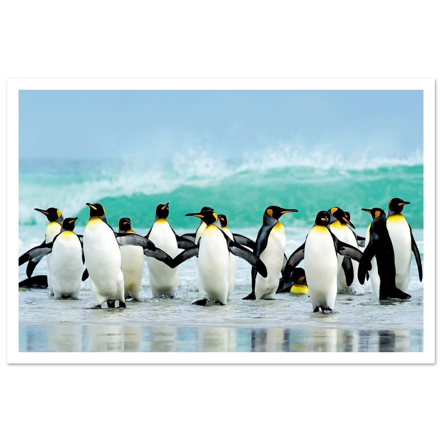 Atlantic Ocean Penguins Poster 30x45 cm 12x18″ Border