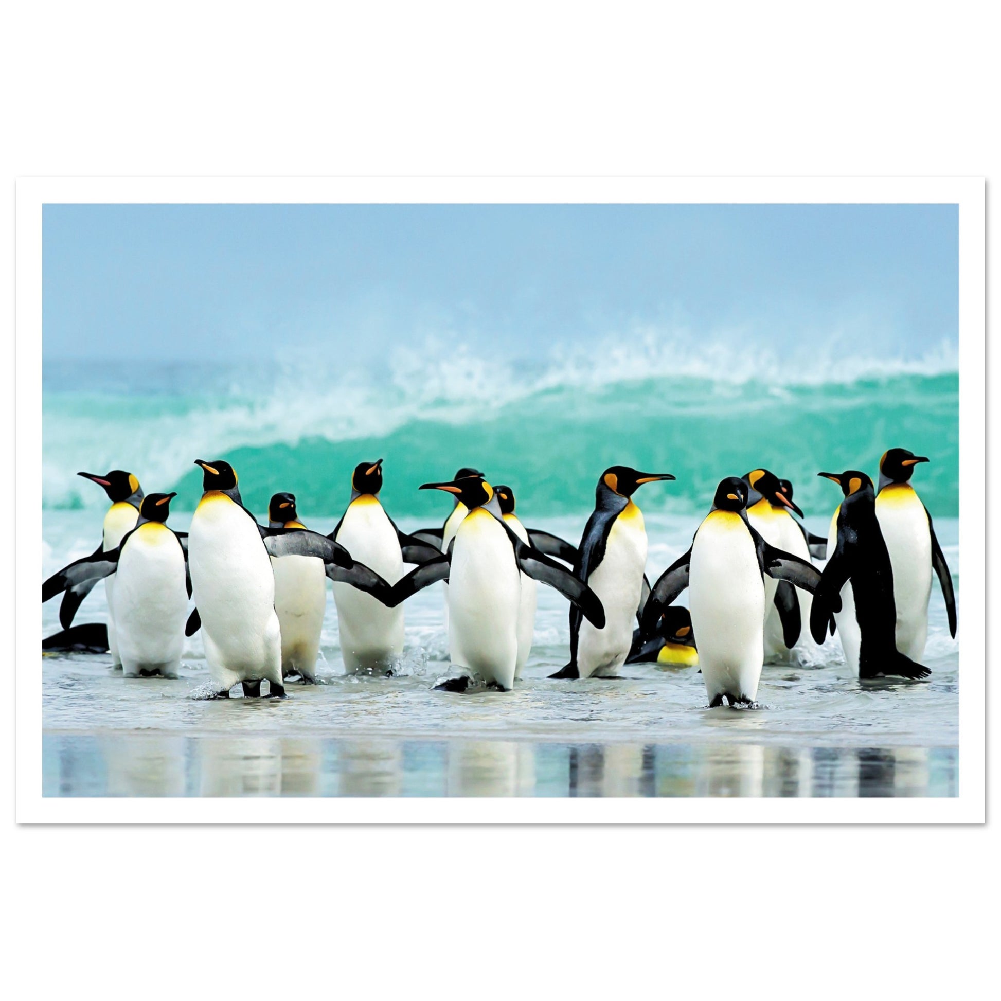 Atlantic Ocean Penguins Print 30x45 cm 12x18″ Border