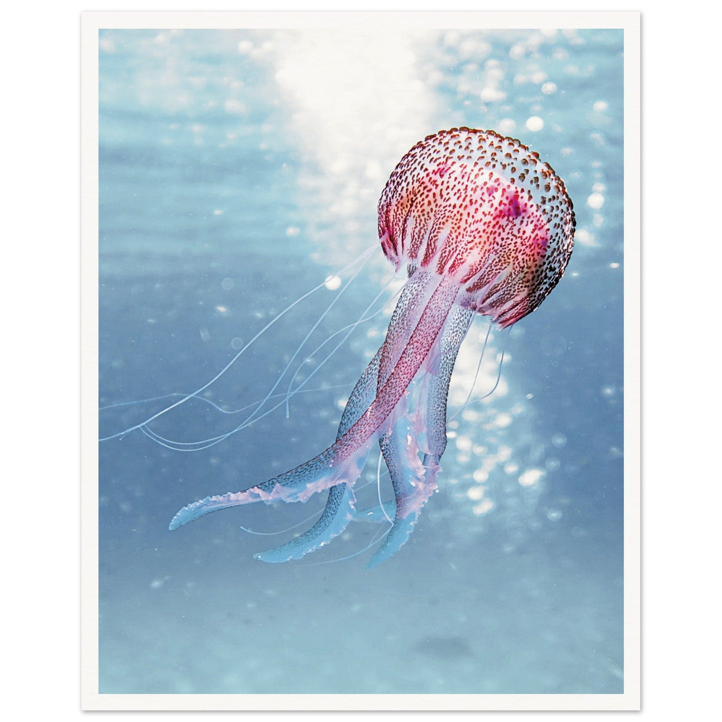 Ocean Serenity Jellyfish Poster 40x50 cm 16x20″ Border