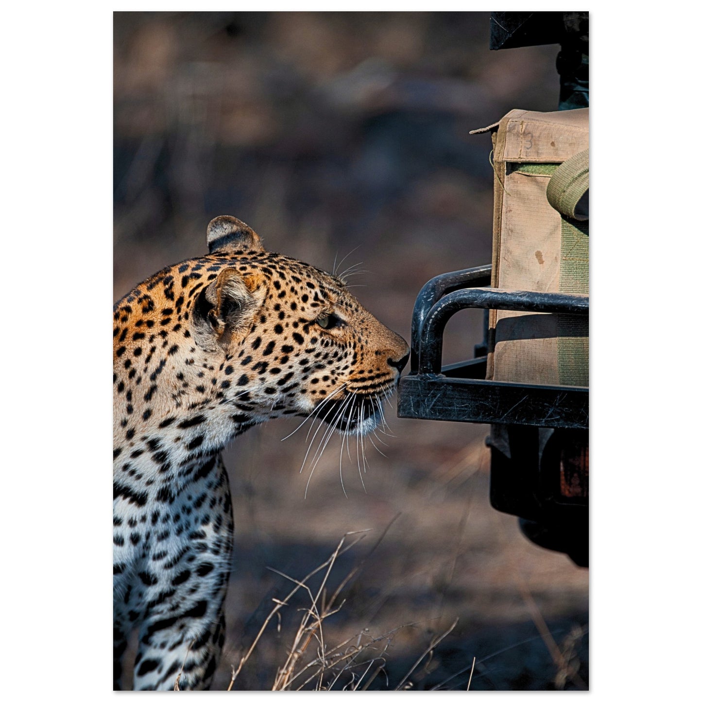 Leopard on Safari Poster