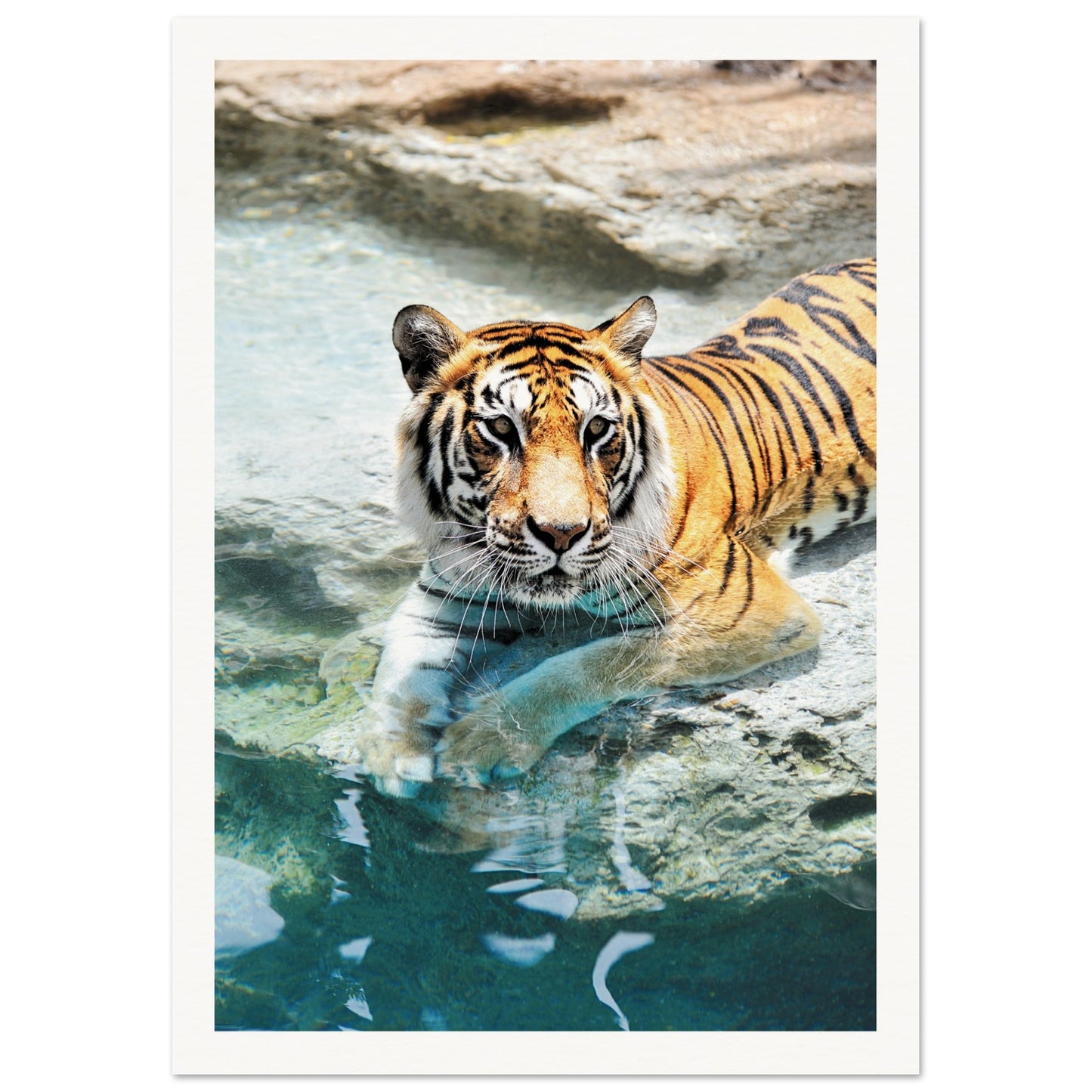 A Bathing Tiger Print A4 (21x29.7 cm ) Border