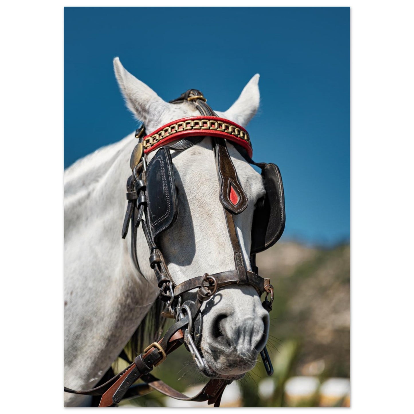 Spanish Dressed Horse Poster