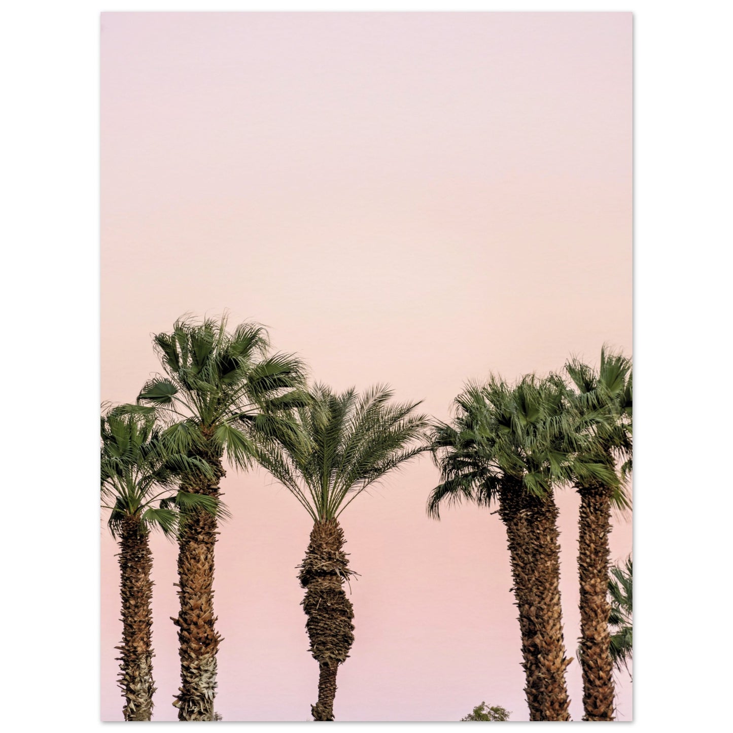 LA Palm Trees at Dusk Poster 30x40 cm 12x16″ No Border