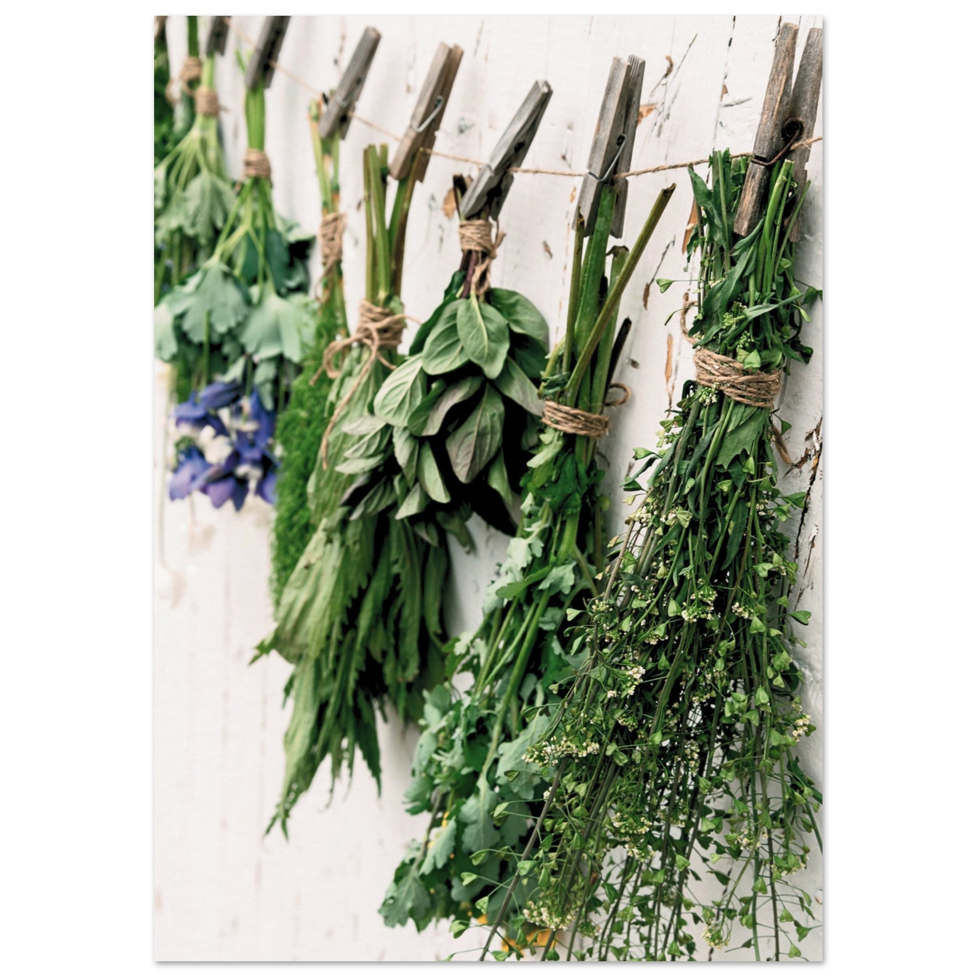 Hanging Herb Display Poster A4 (21x29.7 cm ) No Border