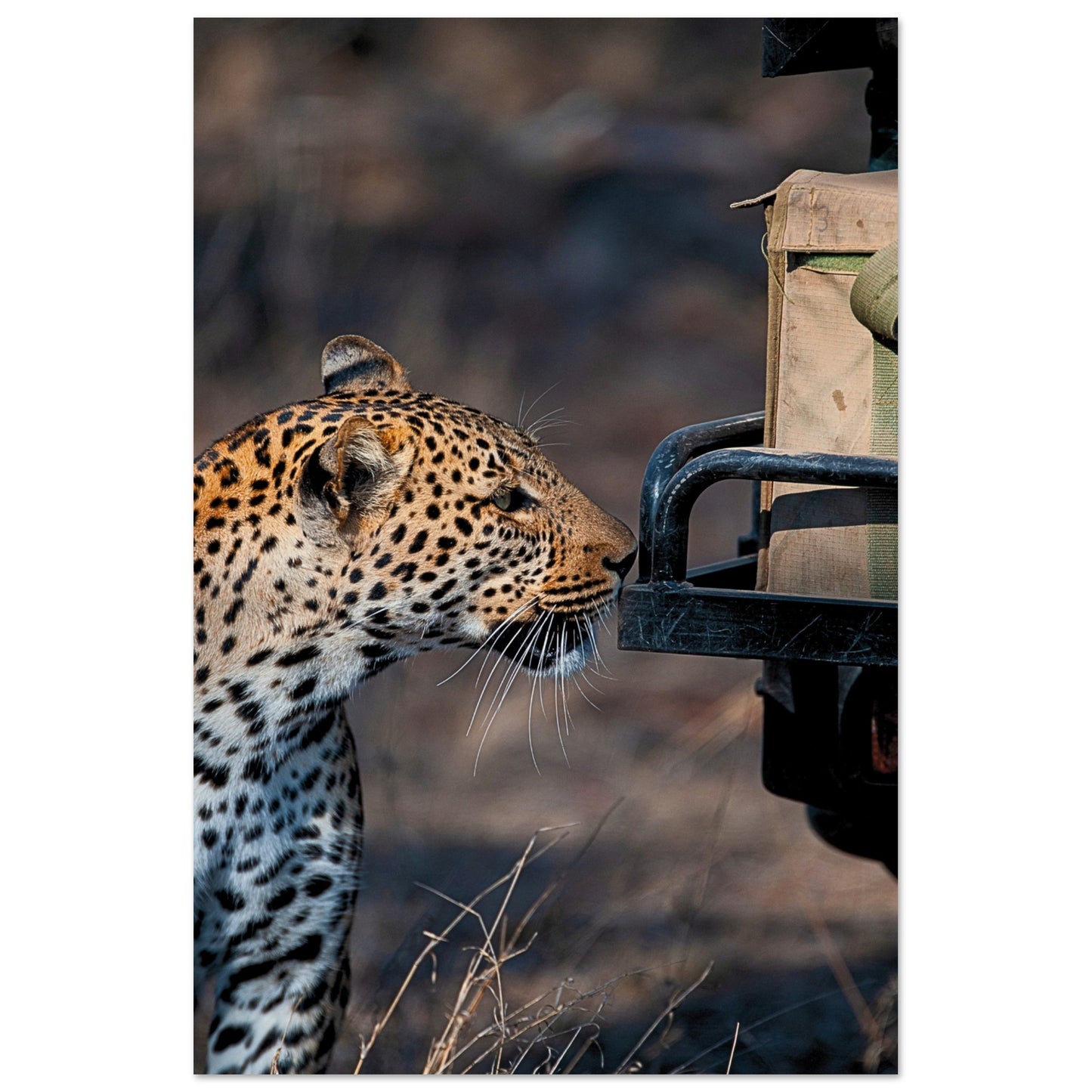 Leopard on Safari Poster