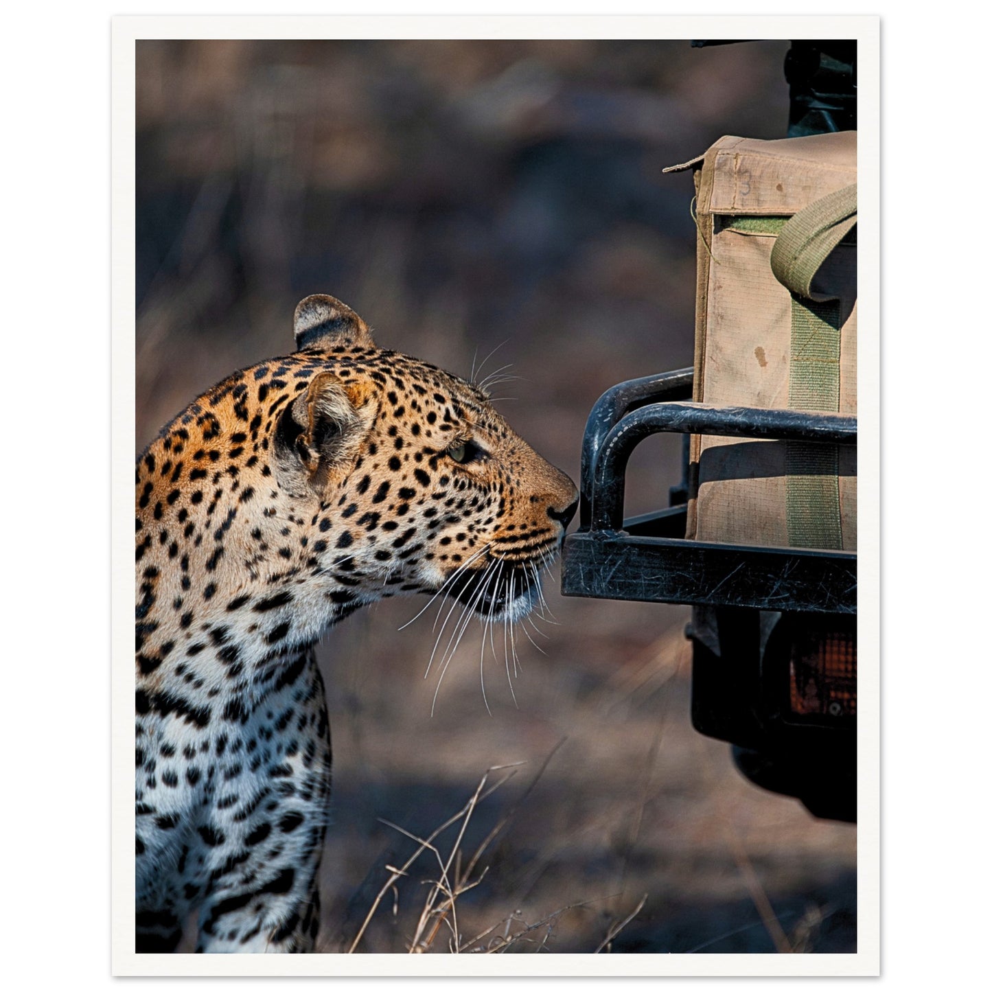 Leopard on Safari Poster