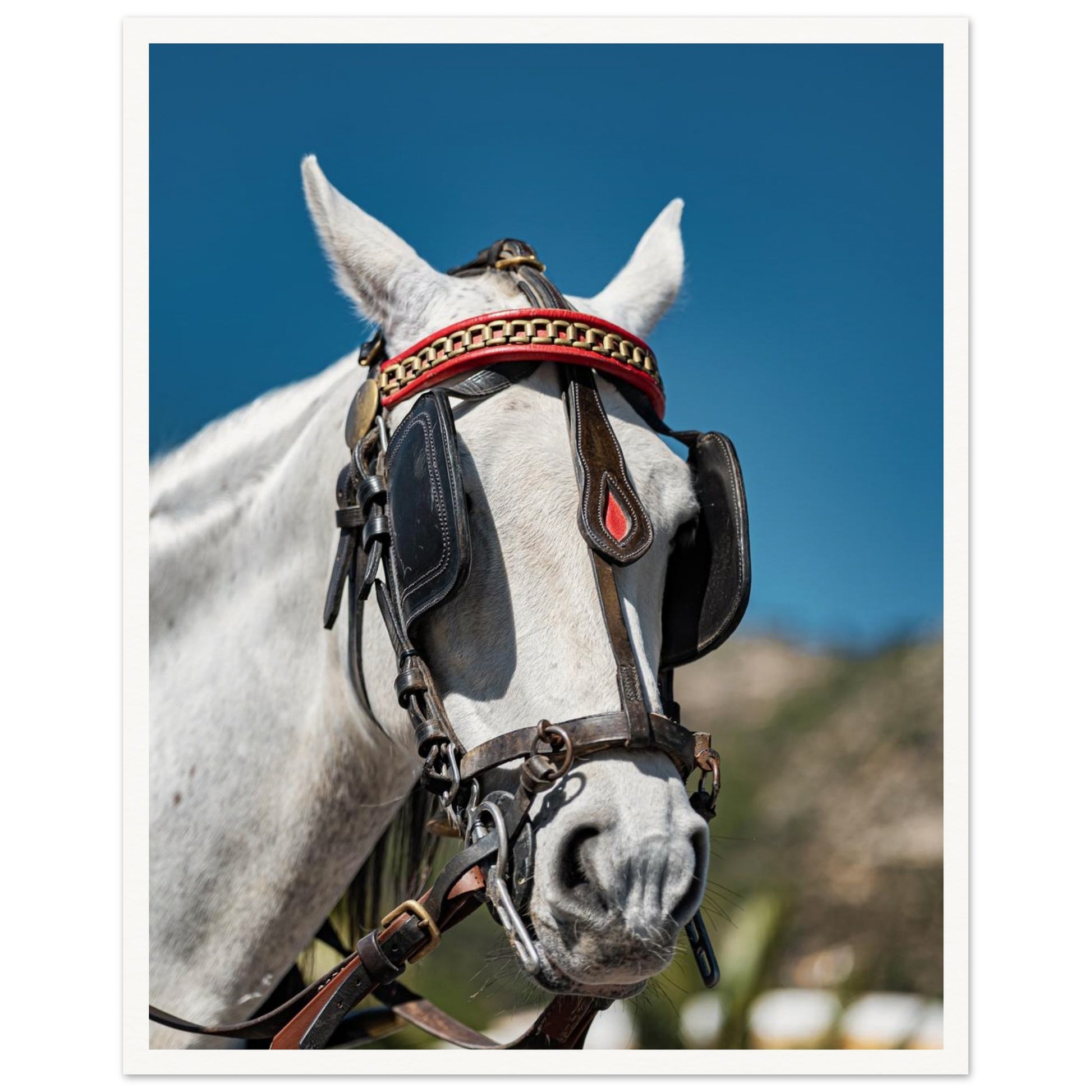 Spanish Dressed Horse Poster