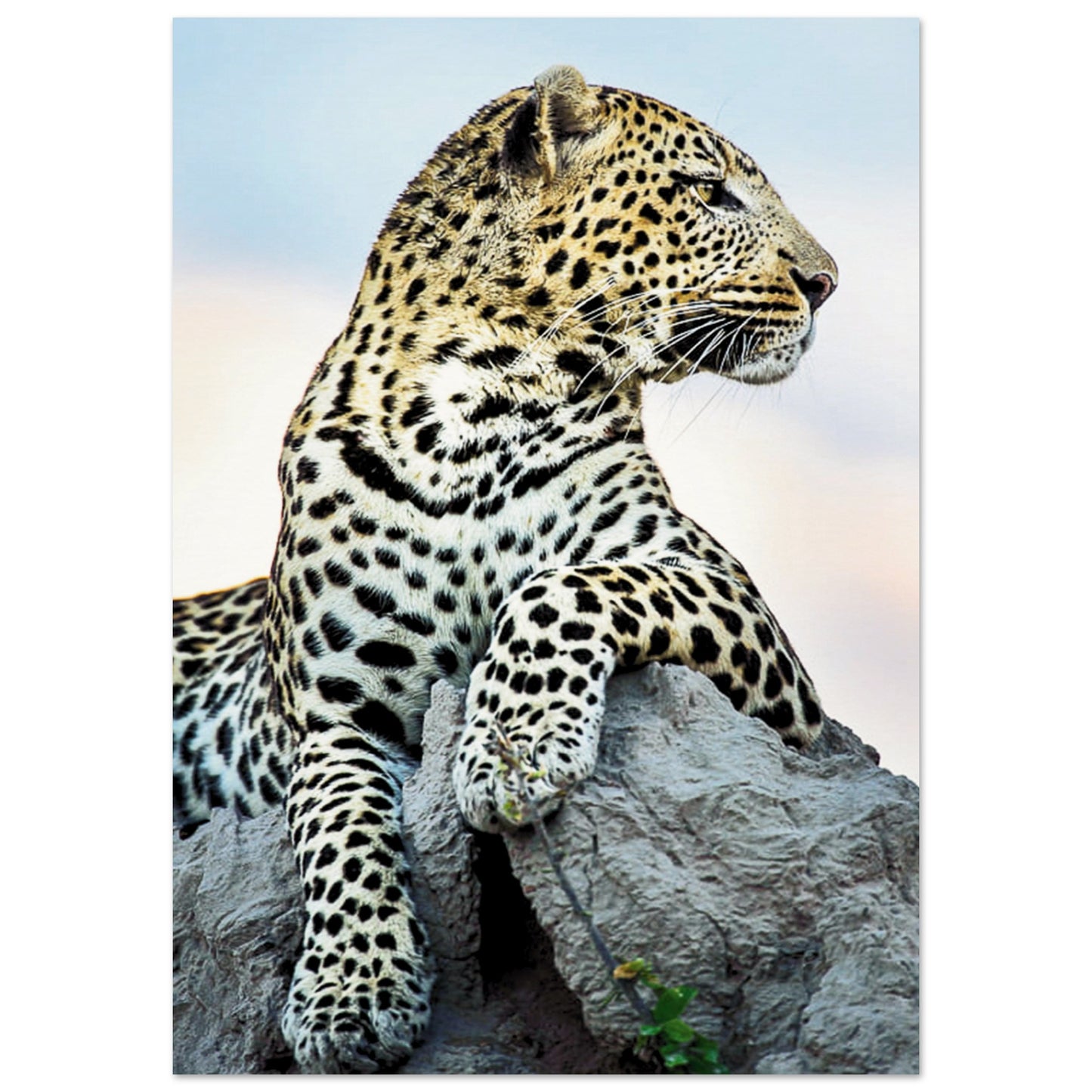 The Wild leopard Poster A1 (59.4 x 84.1 cm) No Border