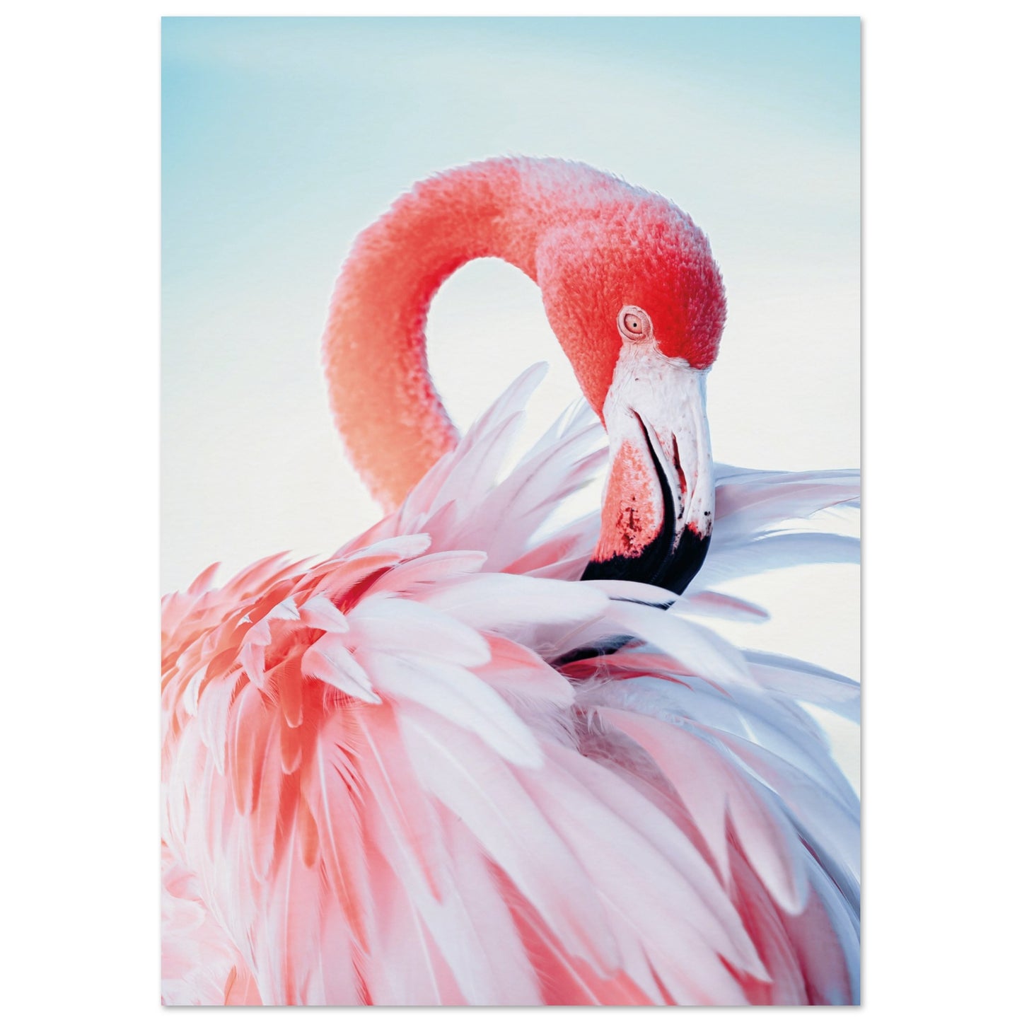 Graceful Flamingo Poster