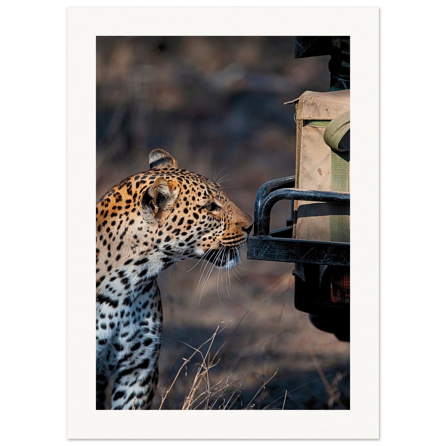 Leopard on Safari Poster