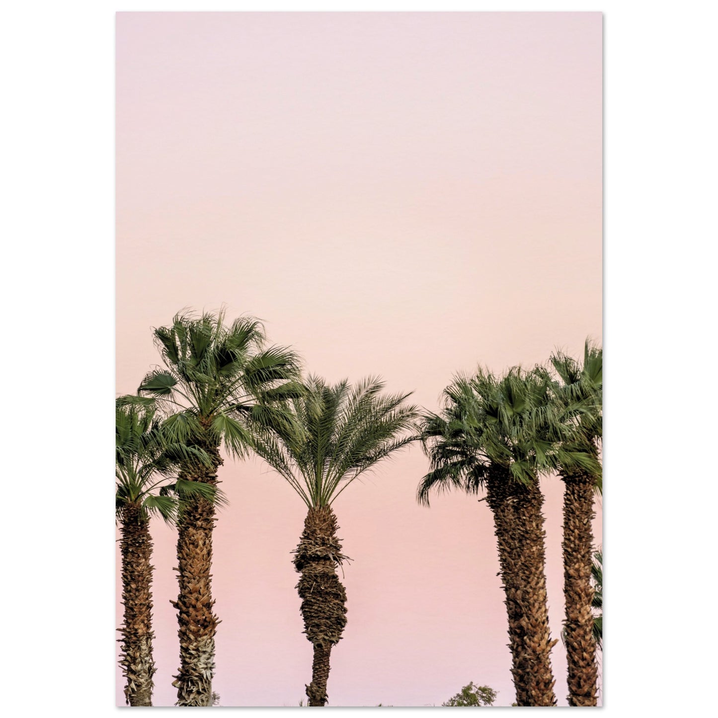 LA Palm Trees at Dusk Poster 70x100 cm 28x40″ No Border