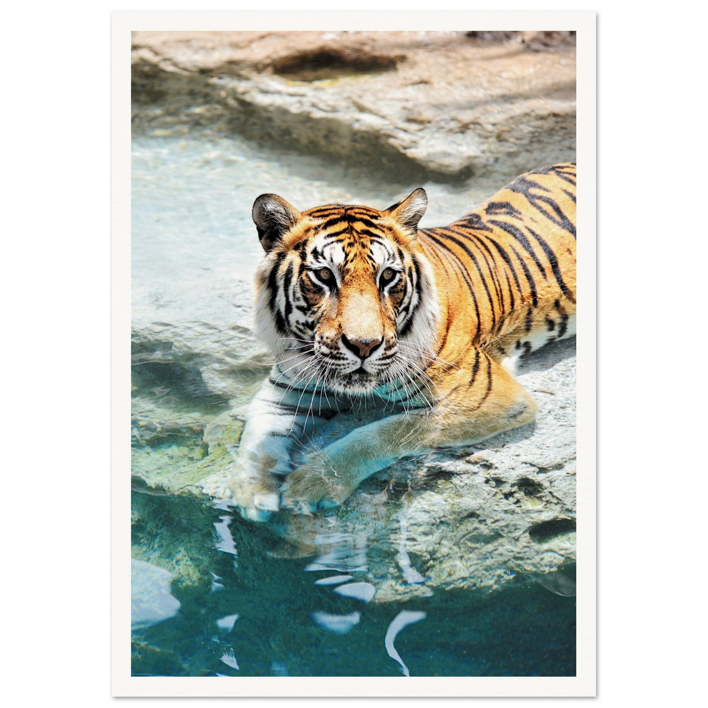 A Bathing Tiger Print A3 (29.7 x 42 cm) Border