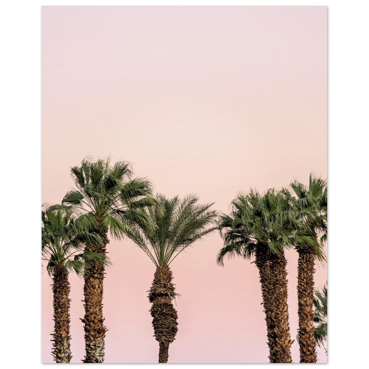 LA Palm Trees at Dusk Poster 40x50 cm 16x20″ No Border