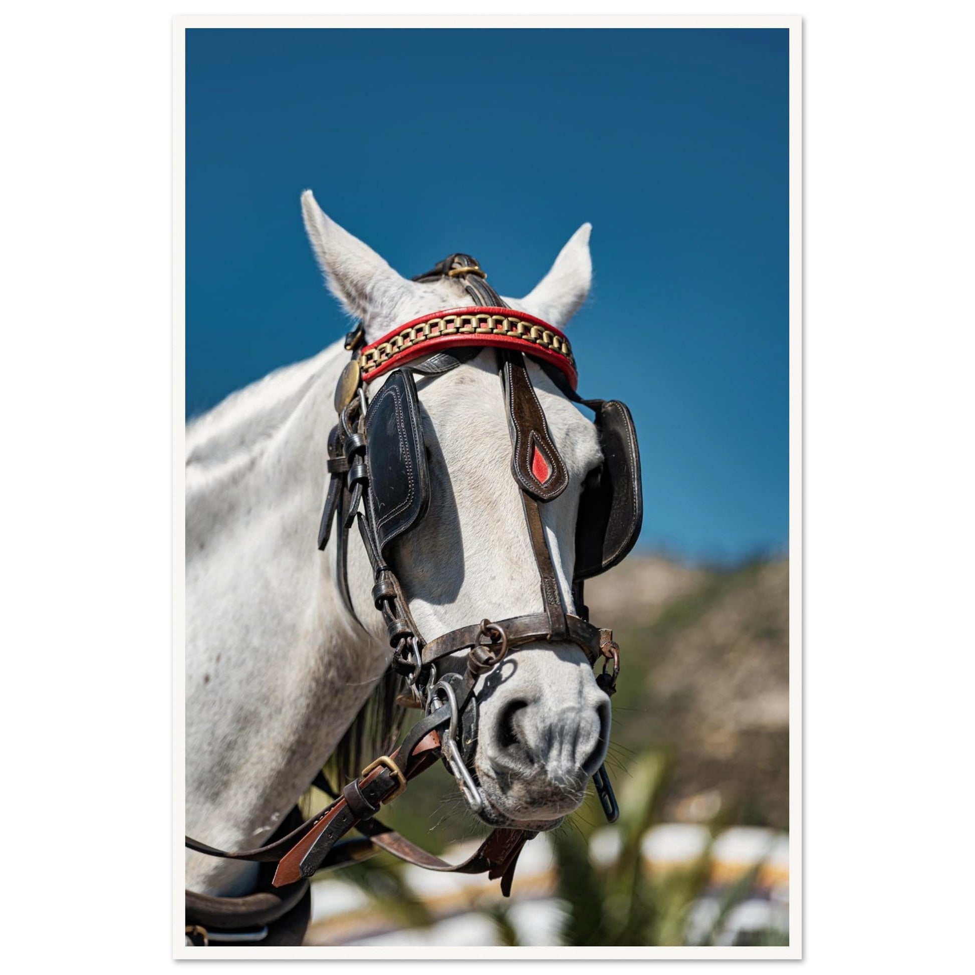 Spanish Dressed Horse Poster