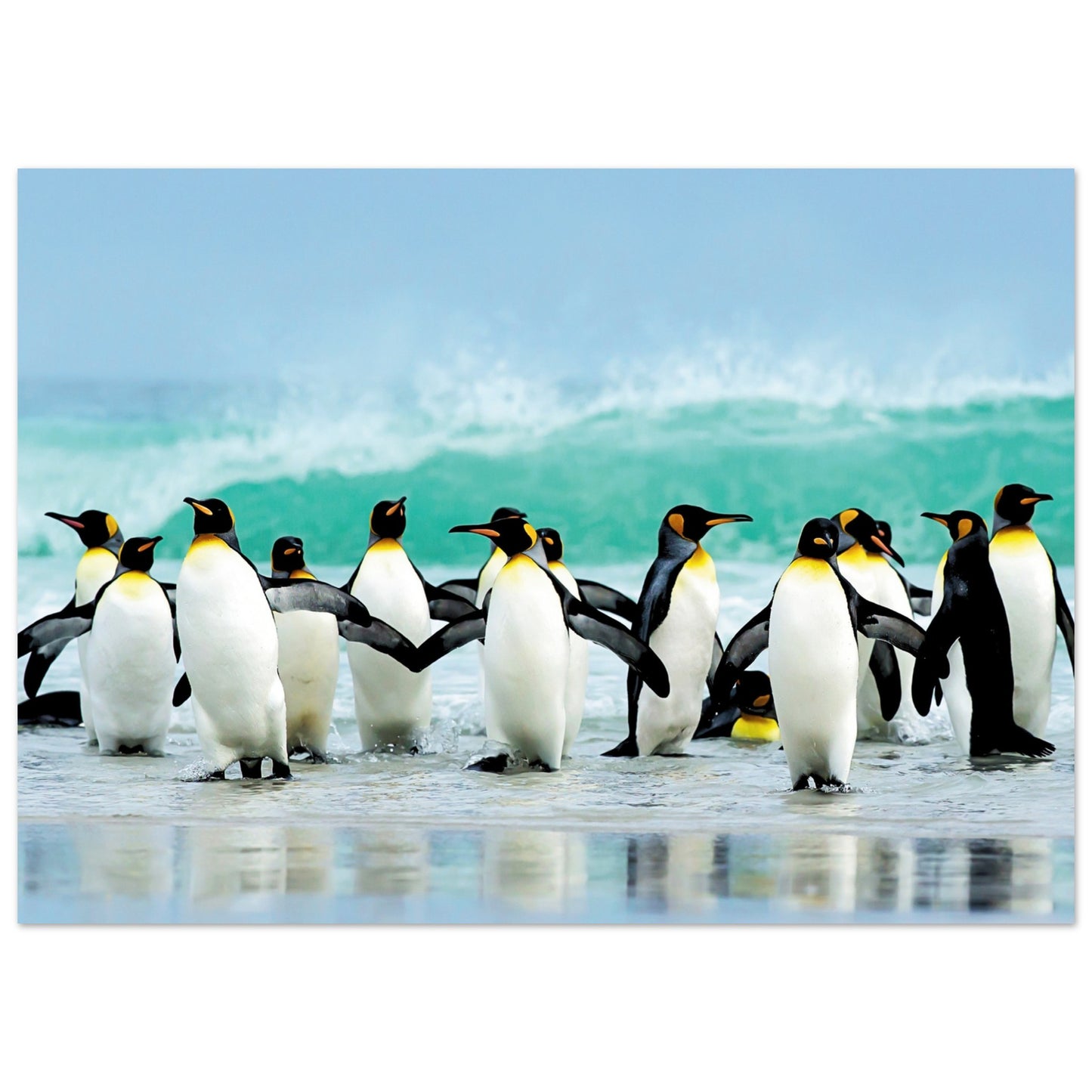 Atlantic Ocean Penguins Poster 50x70 cm 20x28″ No Border