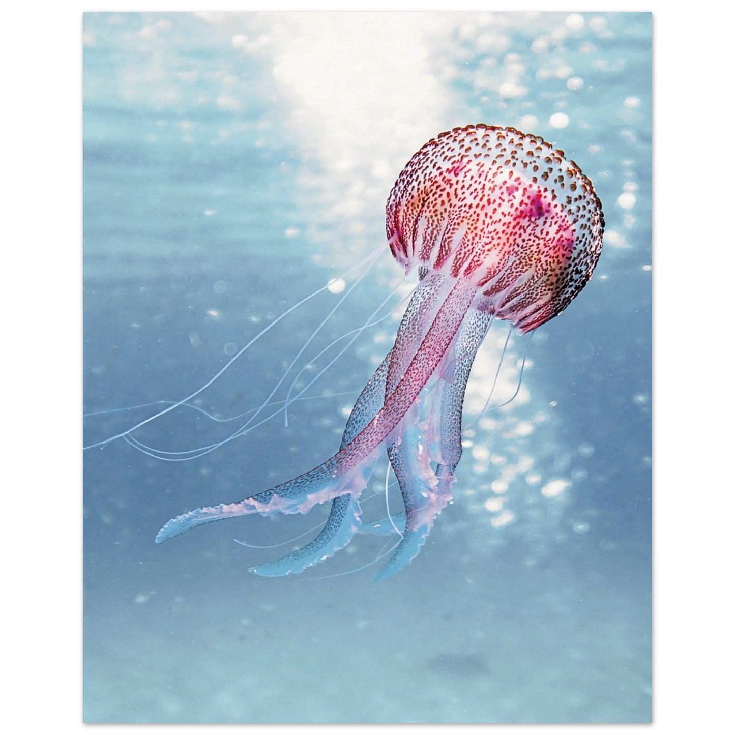 Ocean Serenity Jellyfish Poster 40x50 cm 16x20″ No Border
