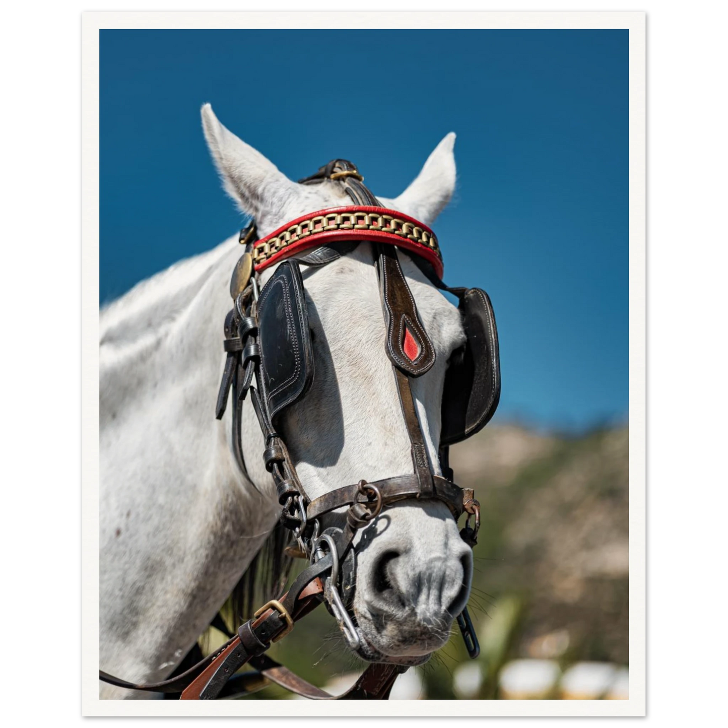 Spanish Dressed Horse Poster 40x50 cm 16x20″ Border