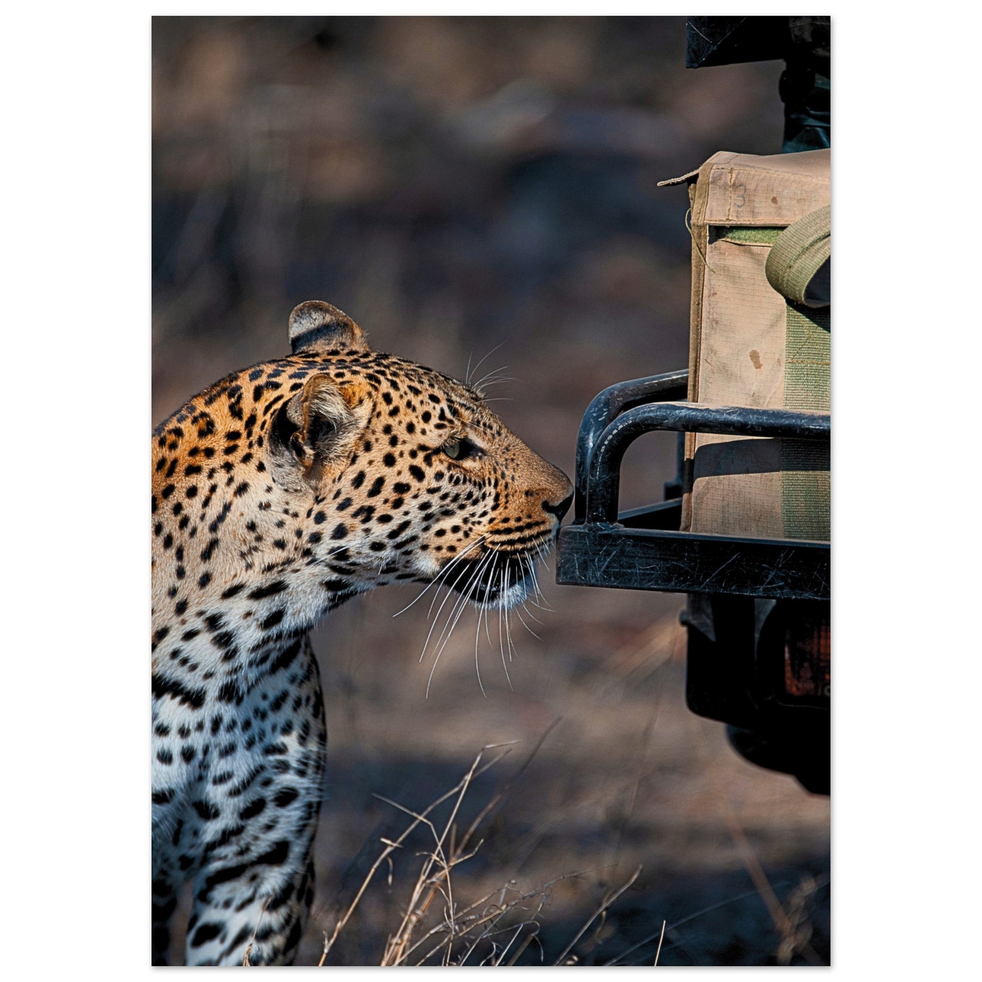Leopard on Safari Poster