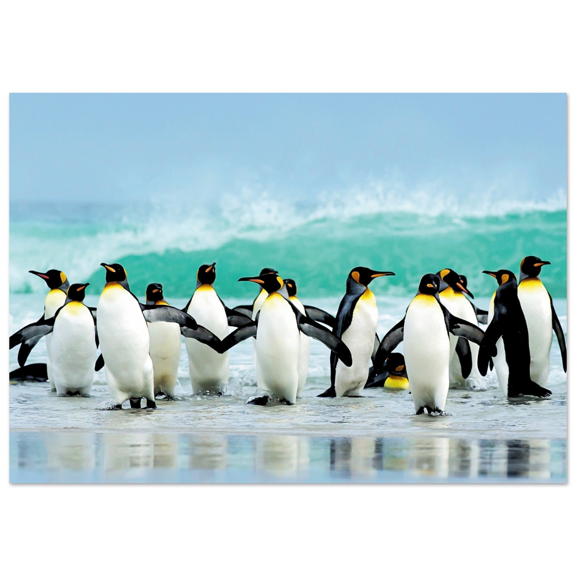 Atlantic Ocean Penguins Print 70x100 cm 28x40″ No Border