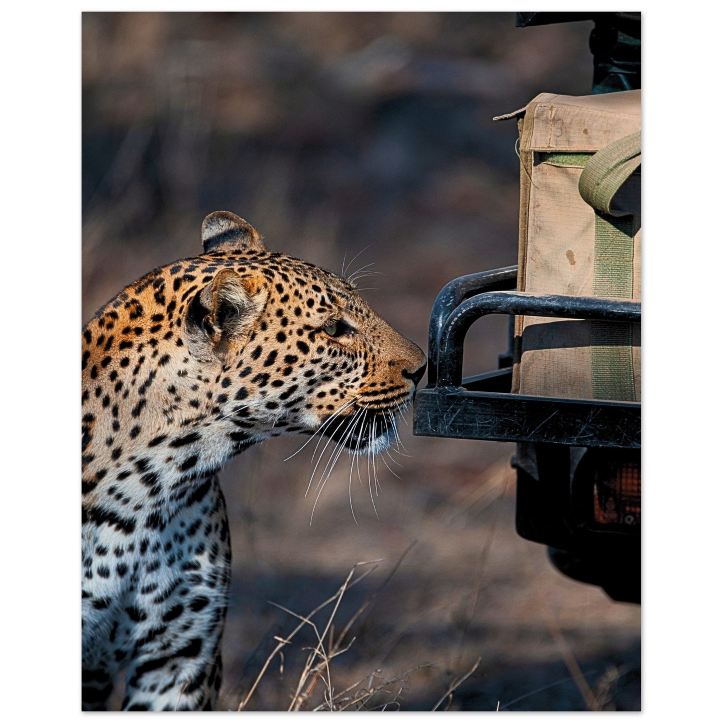 Leopard on Safari Poster