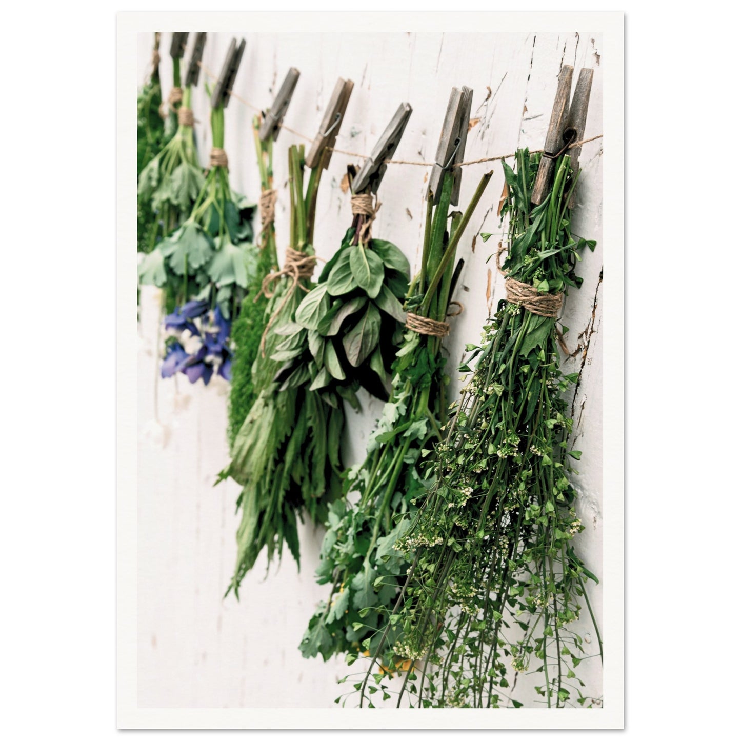 Hanging Herb Display Poster A3 (29.7 x 42 cm) Border
