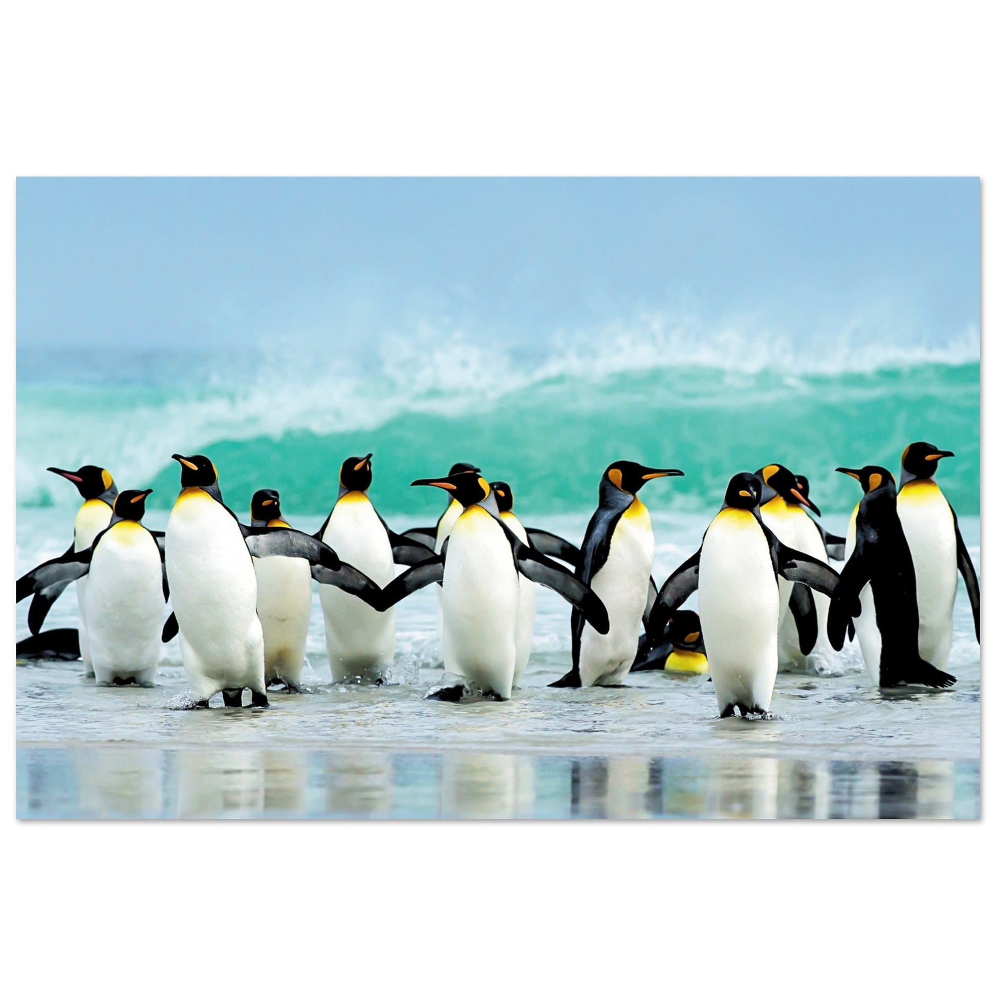 Atlantic Ocean Penguins Print 40x60 cm 16x24″ No Border